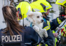 Feuerwehr rettet Hund aus verqualmter Wohnung